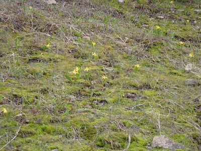 Erythronium grandiflorum, photographed by mfeaver