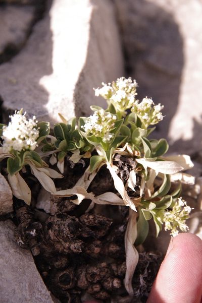 Valeriana texana, photographed by Eric Knight