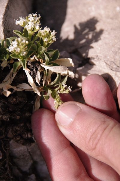 Valeriana texana, photographed by Eric Knight