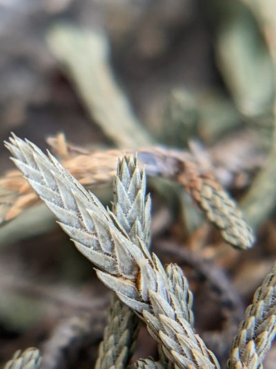 Selaginella mutica, photographed by Eric Knight
