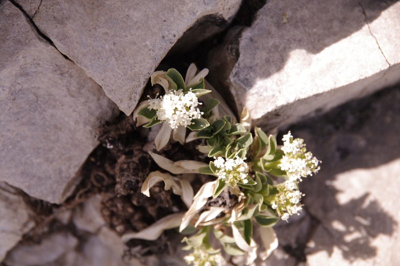 Valeriana texana, photographed by Eric Knight