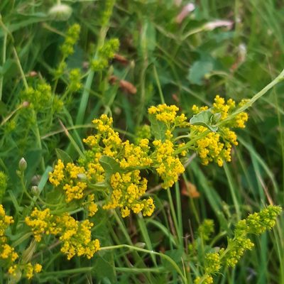 Galium verum, photographed by Louis Aureglia