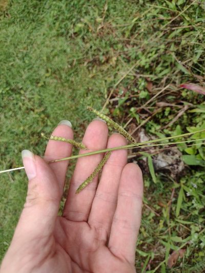 Paspalum fimbriatum, photographed by Kevin Faccenda
