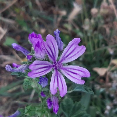 Malva sylvestris, photographed by Louis Aureglia
