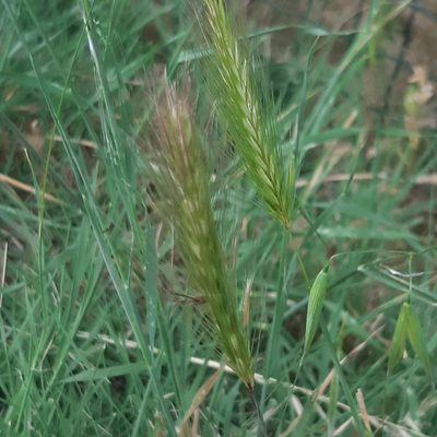 Hordeum murinum, photographed by Louis Aureglia