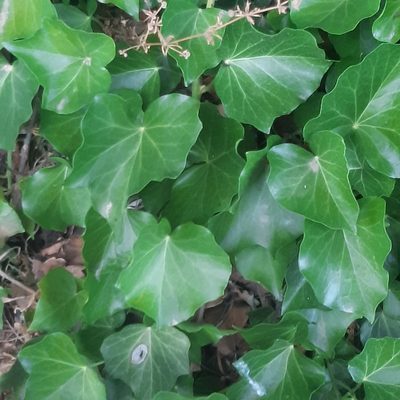 Hedera helix, photographed by Louis Aureglia
