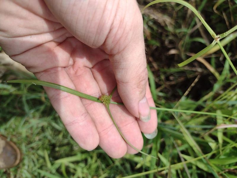 Cyperus brevifolius, photographed by Kevin Faccenda