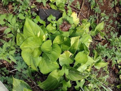 Epipremnum aureum, photographed by Kevin Faccenda