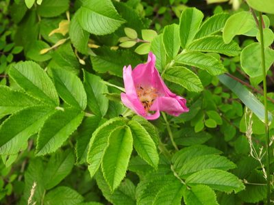 Rosa rugosa, photographed by Yann Kemper