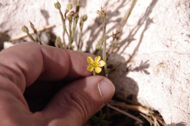 Linum australe, photographed by Eric Knight