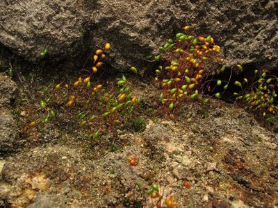 Funaria hygrometrica, photographed by José Luis Camaño