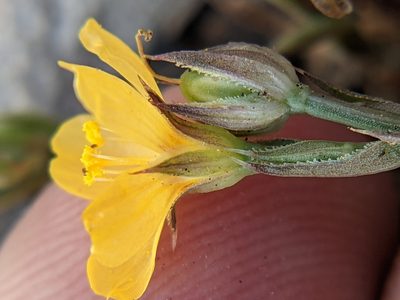Linum australe, photographed by Eric Knight