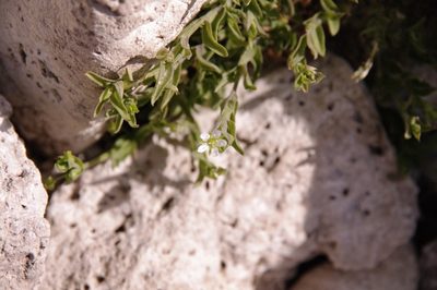 Arenaria lanuginosa