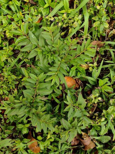 Sida planicaulis, photographed by Kevin Faccenda