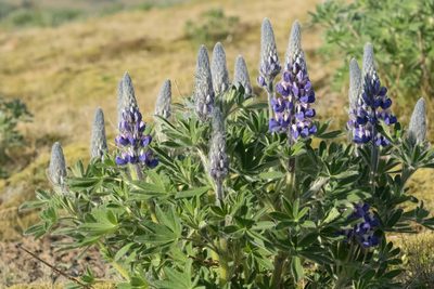 Lupinus nootkatensis, photographed by Claude Kolwelter