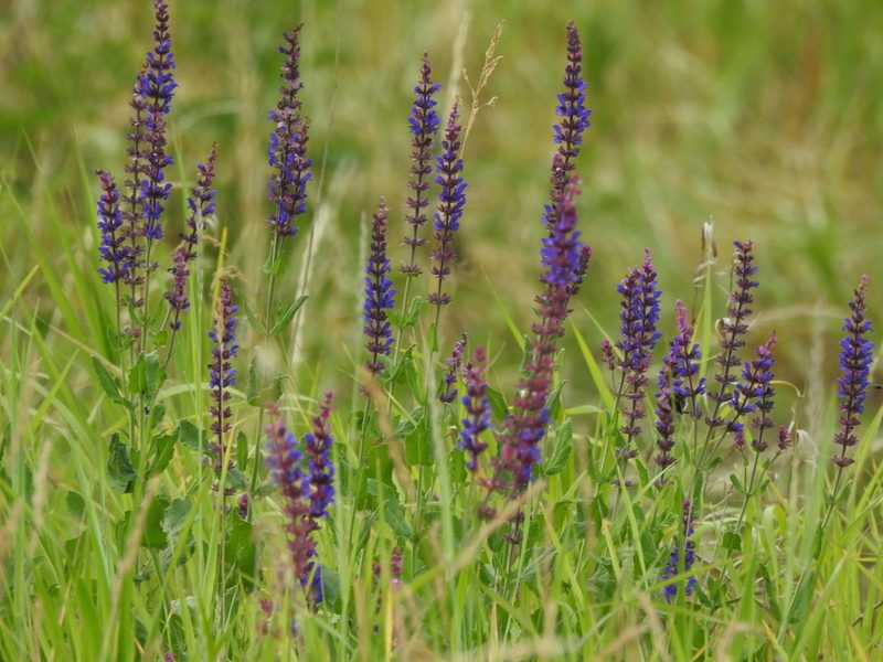 Salvia nemorosa, photographed by Yann Kemper