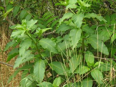 Phytolacca americana, photographed by Yann Kemper