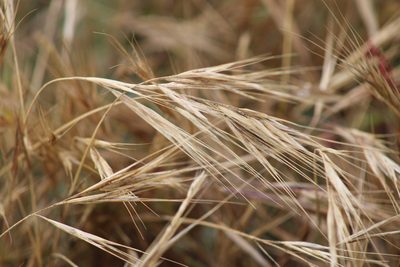 Bromus diandrus, photographed by Wendy St. John