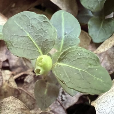 Mitchella repens, photographed by Anne Parker
