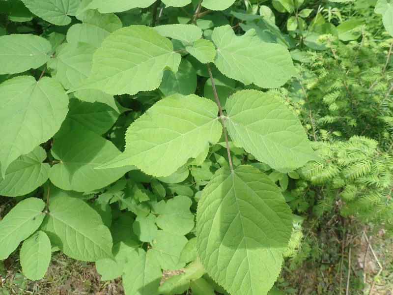 Aralia racemosa, photographed by Lynn Harper