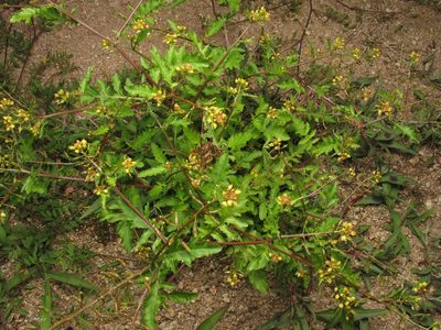 Rorippa palustris, photographed by José Luis Camaño