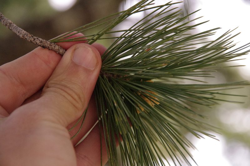 Pinus strobiformis, photographed by Eric Knight