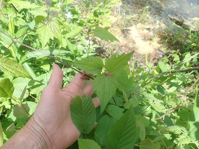 Clematis virginiana
