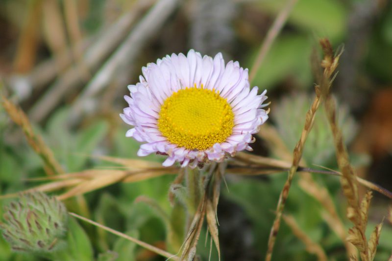 Erigeron glaucus, photographed by Wendy St. John