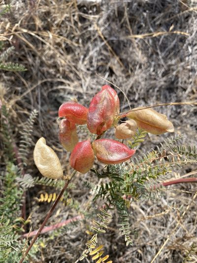 Astragalus curtipes, photographed by Cricket Raspet
