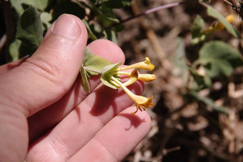 Lonicera arizonica, photographed by Eric Knight