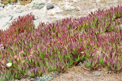 Carpobrotus edulis, photographed by Wendy St. John