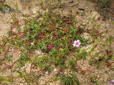 Geranium columbinum, photographed by José Luis Camaño