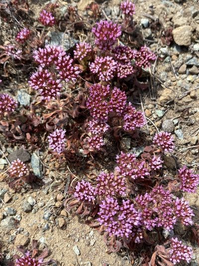 Chorizanthe palmeri, photographed by Cricket Raspet