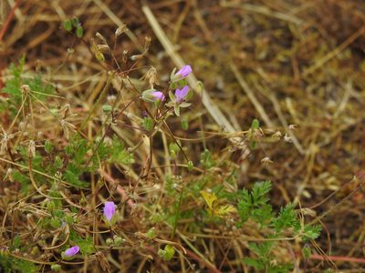 Erodium cicutarium, photographed by Yann Kemper
