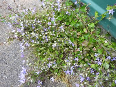 Campanula poscharskyana, photographed by Yann Kemper