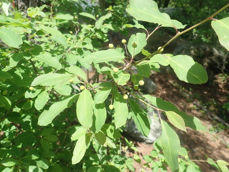 Ilex mucronata, photographed by Lynn Harper