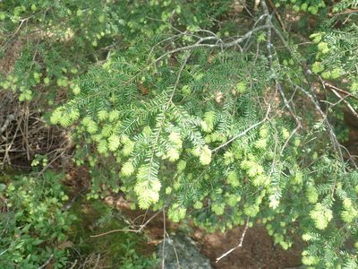 Tsuga canadensis, photographed by Lynn Harper