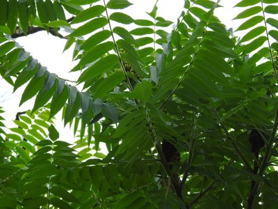 Rhus typhina, photographed by Yann Kemper