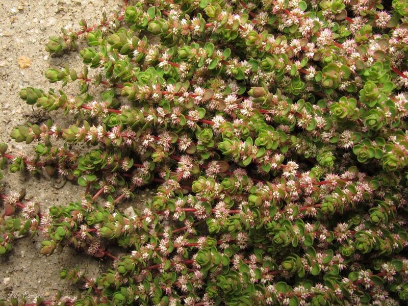 Illecebrum verticillatum, photographed by José Luis Camaño