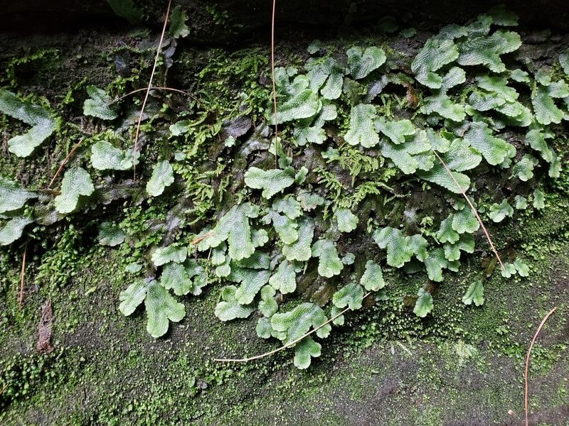 Conocephalum salebrosum, photographed by Craig Martin