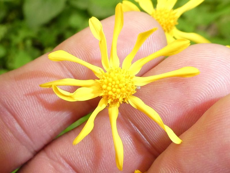 Packera aurea, photographed by Bruce Cook