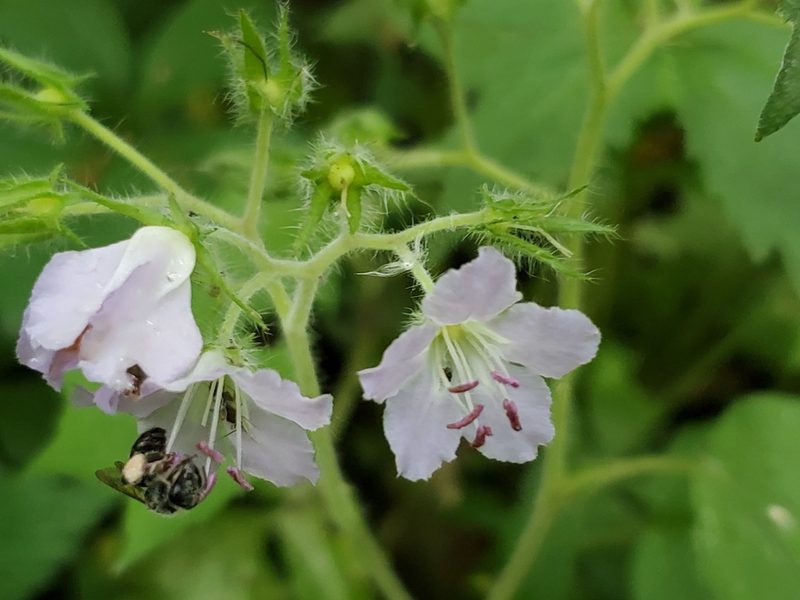 Hydrophyllum appendiculatum, photographed by Craig Martin