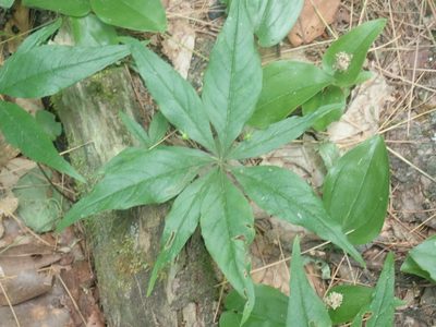 Lysimachia borealis, photographed by Lynn Harper