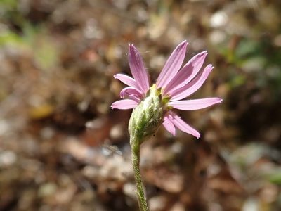 Corethrogyne filaginifolia, photographed by joergmlpts