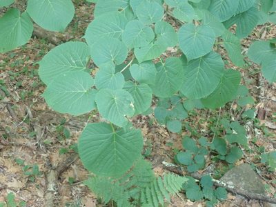Tilia americana, photographed by Lynn Harper