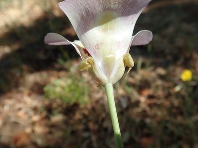 Calochortus argillosus, photographed by joergmlpts