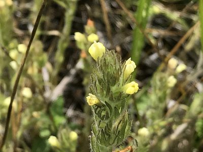 Castilleja tenuis, photographed by Aaron Liston