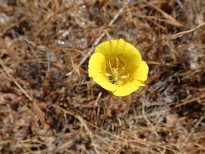 Calochortus luteus, photographed by joergmlpts