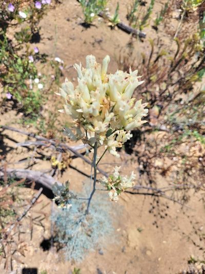 Ehrendorferia ochroleuca, photographed by Dave West