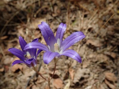 Brodiaea elegans, photographed by joergmlpts